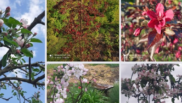 Konkurs Fotograficzny – „Kwitnące drzewo jabłoni”