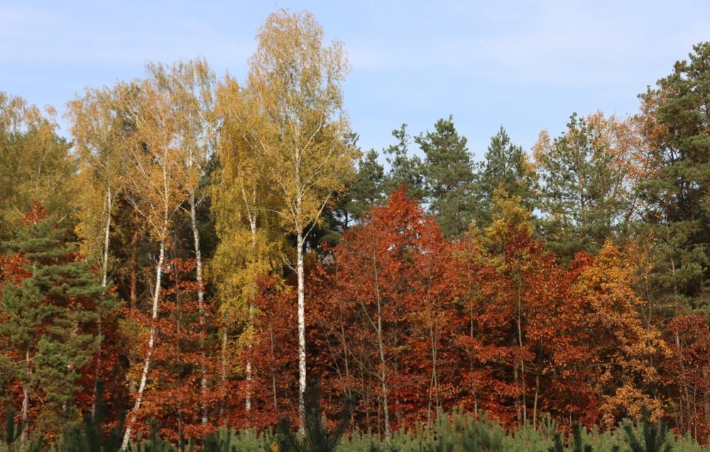 Nadleśnictwo Radzyń Podlaski zaprasza do konsultacji społecznych