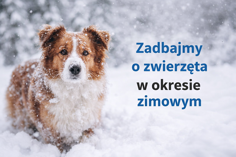 Zadbajmy o zwierzęta w okresie zimowym