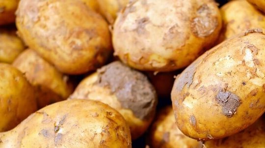 Komunikat Wojewódzkiego Inspektora Ochrony Roślin i Nasiennictwa  w Lublinie