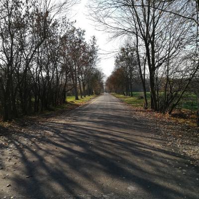 Kolano Nr 103752 1