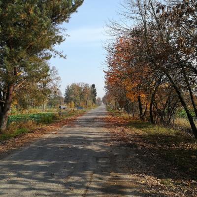 Kolano Nr 103752 2